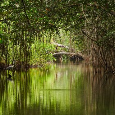 Sundarban